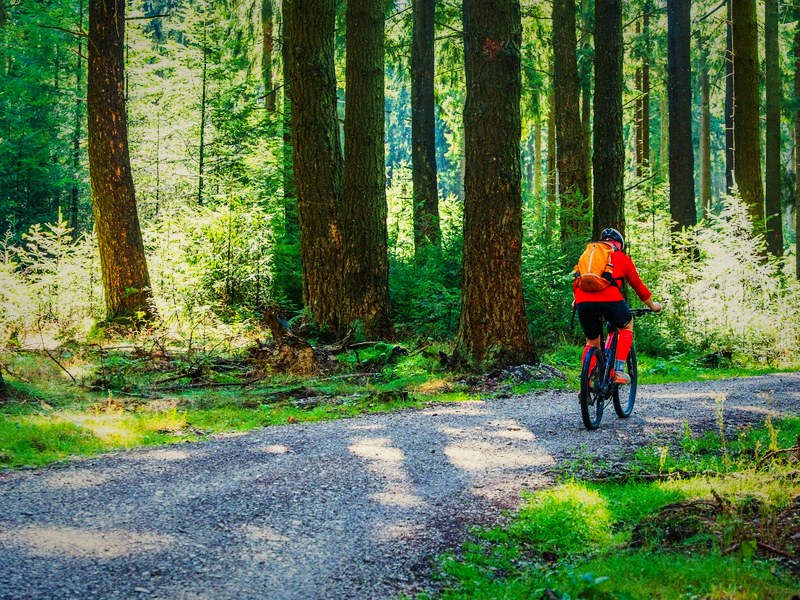 Fahrrad auf Waldweg